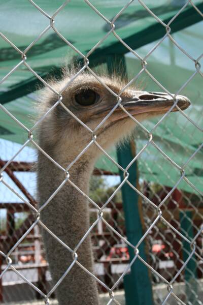ostrich picture