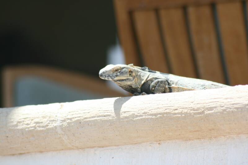 lizard picture