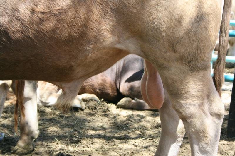 Cow Balls